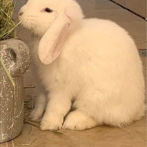 Meet your Posher, Odalys